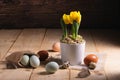 Yellow dwarf tulips in a pot and multi-colored chicken eggs on a wooden background. Easter card Royalty Free Stock Photo