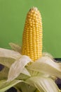 Yellow ear of corn with leaves. Water drops. Green background Royalty Free Stock Photo