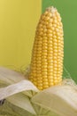 Yellow ear of corn with leaves. Water drops. Yellow Green Background Royalty Free Stock Photo