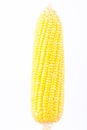 Yellow ear of sweet corn on cobs kernels or grains of ripe corn on white background cob vegetable isolated
