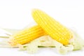 Yellow ear of sweet corn on cobs kernels or grains of ripe corn on white background corn vegetable isolated