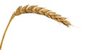 Yellow ear of wheat isolated on white Royalty Free Stock Photo