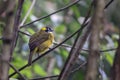 Yellow-eared Bulbul - Pycnonotus penicillatus Royalty Free Stock Photo