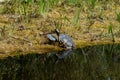 Yellow-eared slider, Trachemys scripta is a turtle of the family Emydidae Royalty Free Stock Photo