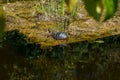 Yellow-eared slider, Trachemys scripta is a turtle of the family Emydidae Royalty Free Stock Photo