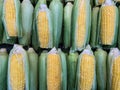 Yellow ears of ripe corn on the market Royalty Free Stock Photo
