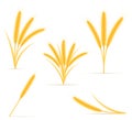 Yellow ears of ripe wheat spikelet vector illustration