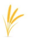 Yellow ears of ripe wheat spikelet vector illustration