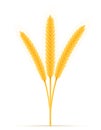 Yellow ears of ripe wheat spikelet vector illustration