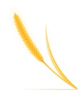 Yellow ears of ripe wheat spikelet vector illustration