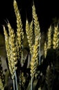 Yellow ears of wheat on a dark background. Royalty Free Stock Photo