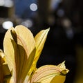 Yellow Easier Spring Day Lilies 014