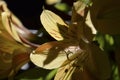 Yellow Easier Spring Day Lilies 016 Royalty Free Stock Photo