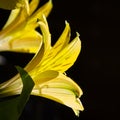 Yellow Easier Spring Day Lilies 004 Royalty Free Stock Photo