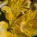 Yellow Easier Spring Day Lilies 024 Royalty Free Stock Photo