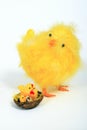 Yellow Easter chick Royalty Free Stock Photo