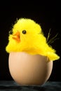 Yellow Easter Chick in Egg