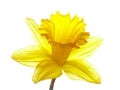 Yellow easter daffodil