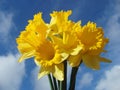 Yellow easter daffodil