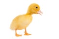 Yellow easter duckling