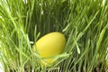 Yellow easter-egg