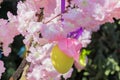 Yellow easter egg hang on blooming apple tree branch. Easter decoration and celebration concept Royalty Free Stock Photo
