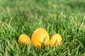 Yellow easter eggs on grass Royalty Free Stock Photo