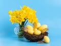 Yellow easter eggs in nest and bunch of daffodil flowers in vase on blue background. Happy Easter and holiday Royalty Free Stock Photo
