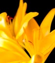 Yellow Easter Lilly Macro Royalty Free Stock Photo