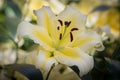 Yellow easter Lilly Royalty Free Stock Photo