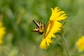 Yellow Easter Tiger Swallowtail Butterfly on a Yellow Sunflower Royalty Free Stock Photo