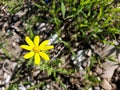 Yellow Eastern Groundsel Flower Closeup