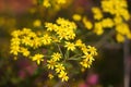 Yellow eastern groundsel flowers in full bloom in an outdoor garden