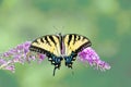 Yellow Eastern tiger swallowtail butterfly on butterfly bush Royalty Free Stock Photo