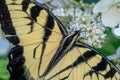 Yellow Eastern Tiger Swallowtail Butterfly Royalty Free Stock Photo