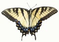 Yellow Eastern Tiger Swallowtail Butterfly Isolated Royalty Free Stock Photo