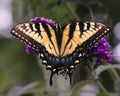 Yellow Eastern Tiger Swallowtail Butterfly (Papilio glaucus) on purple flower Royalty Free Stock Photo