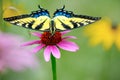 Yellow Eastern tiger swallowtail butterfly on purple coneflower