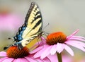 Yellow Eastern tiger swallowtail butterfly on purple coneflower