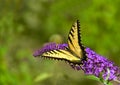 Yellow Eastern tiger swallowtail butterfly on purple flower Royalty Free Stock Photo