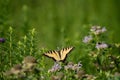 Yellow Eastern Tiger Swallowtail (Papilio glaucus) butterfly perched atop a bouquet of wildflowers Royalty Free Stock Photo