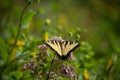 Yellow Eastern Tiger Swallowtail (Papilio glaucus) butterfly perched atop a bouquet of wildflowers Royalty Free Stock Photo