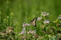 Yellow Eastern Tiger Swallowtail (Papilio glaucus) butterfly perched atop a bouquet of wildflowers Royalty Free Stock Photo