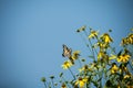 Yellow Eastern Tiger Swallowtail (Papilio glaucus) butterfly perched atop a bouquet of wildflowers Royalty Free Stock Photo