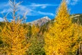 Yellow Eauropean larch in colorful autumn forest in High Tatras mountains in Slovakia