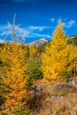 Yellow Eauropean larch tree in colorful autumn forest in High Tatras mountains in Slovakia Royalty Free Stock Photo