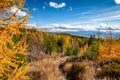Yellow Eauropean larch tree and mountain trail in colorful autumn forest in High Tatras mountains in Slovakia