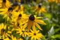 Yellow Echinacea in a botanical garden