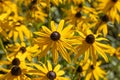 Yellow Echinacea in a botanical garden