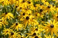 Yellow Echinacea in a botanical garden